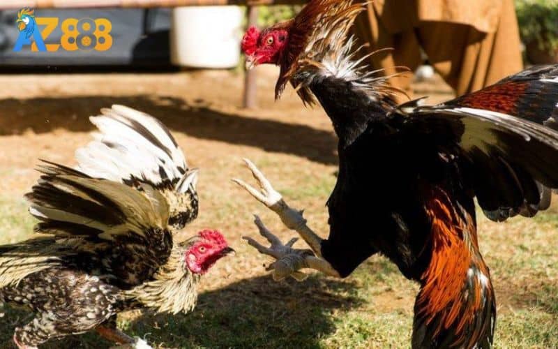 Luật đá gà trực tiếp trong khi thi đấu Luật đá gà trực tiếp trong khi thi đấu